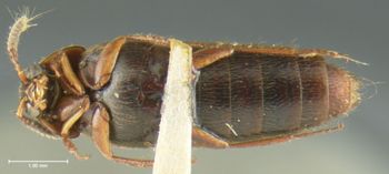 Media type: image;   Entomology 32917 Aspect: habitus ventral view